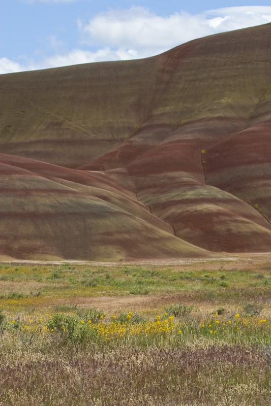 Wilfflowers And Badlands